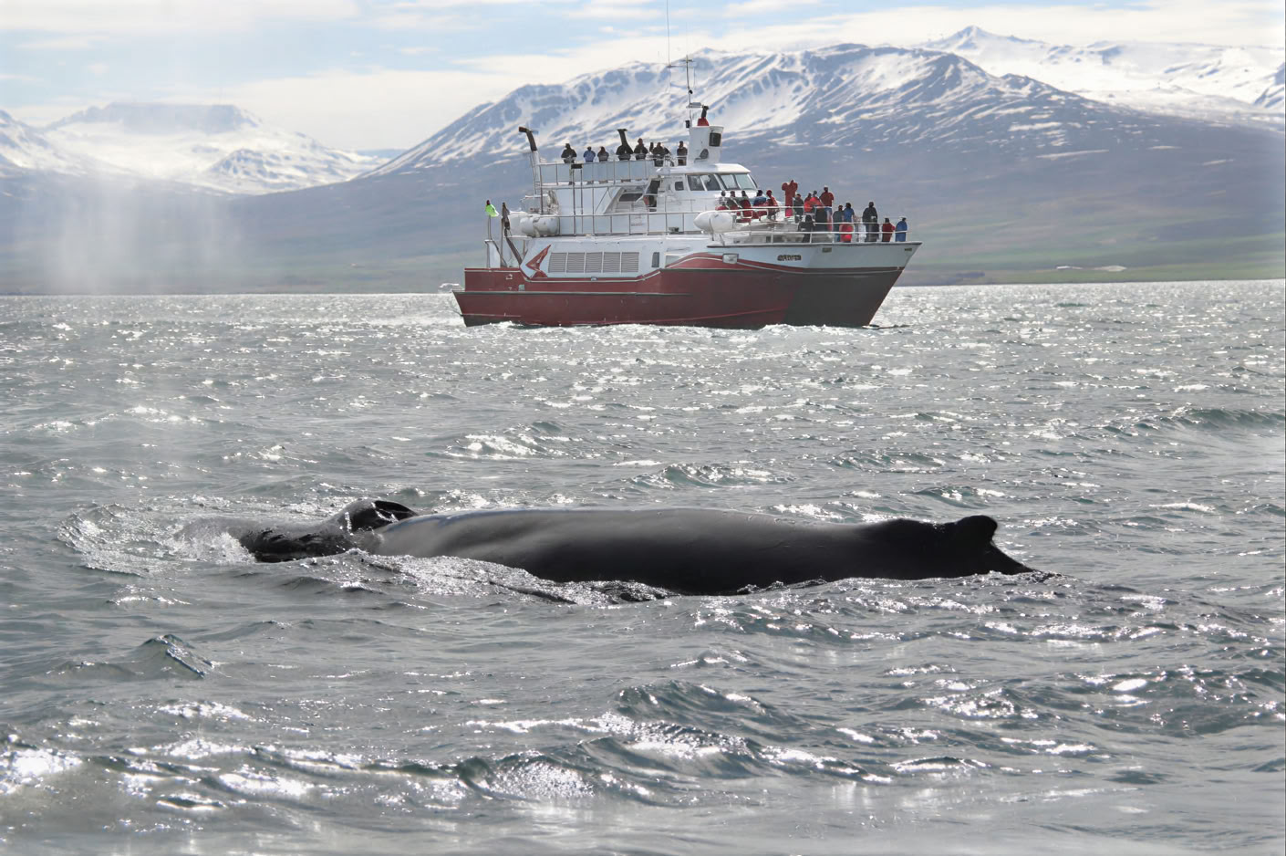 Akureyri Walbeobachtung
