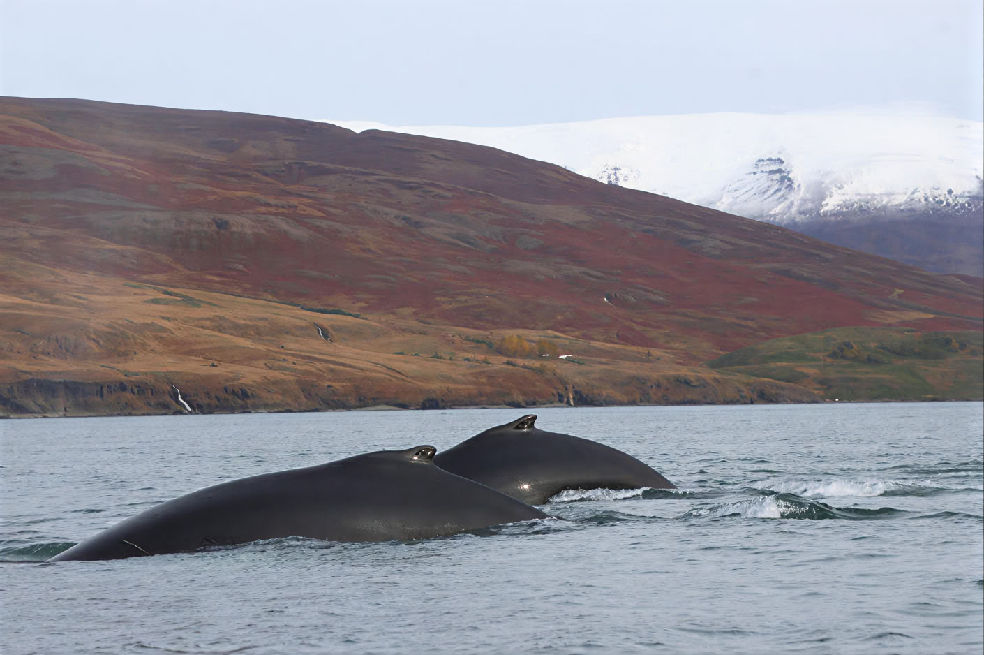 Akureyri Walbeobachtung