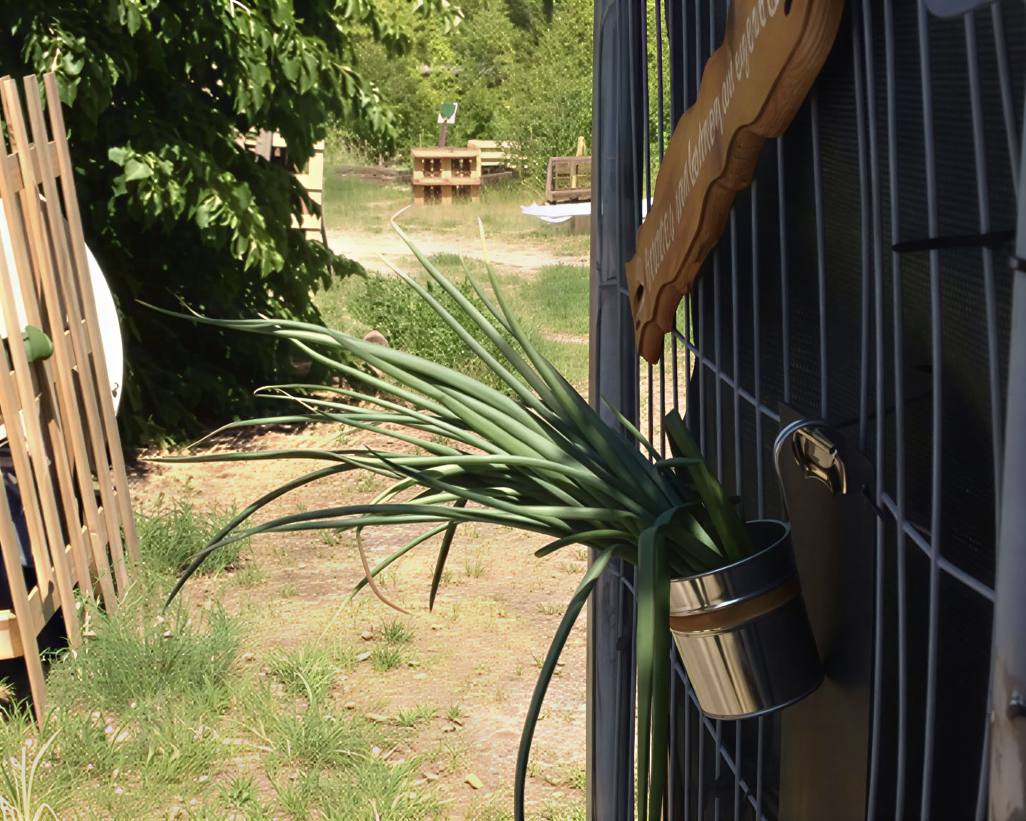 Wild Breathwork Berlin – Atemreise unter freiem Himmel