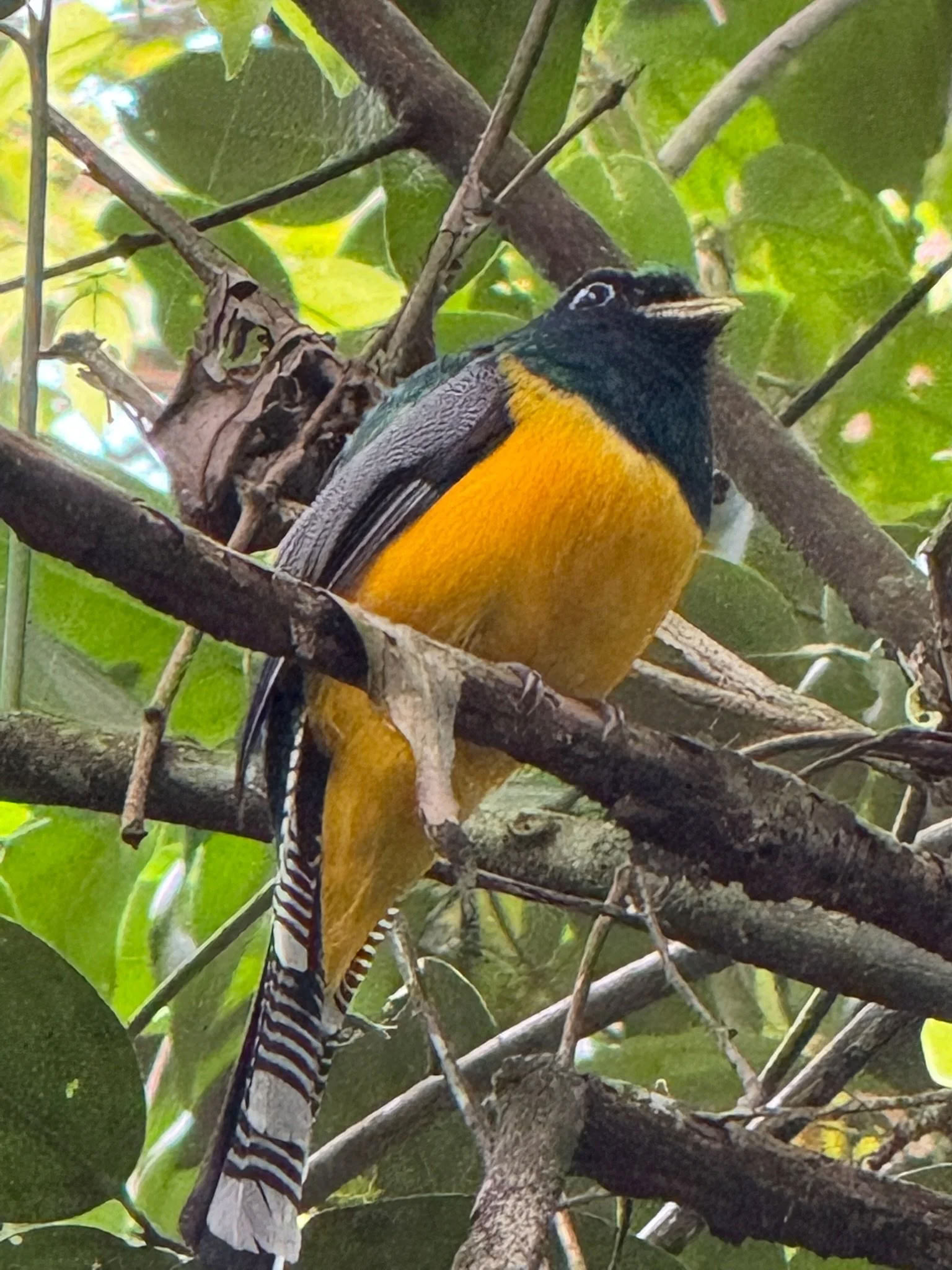 Entdecke Costa Rica mit Lucy Cooke