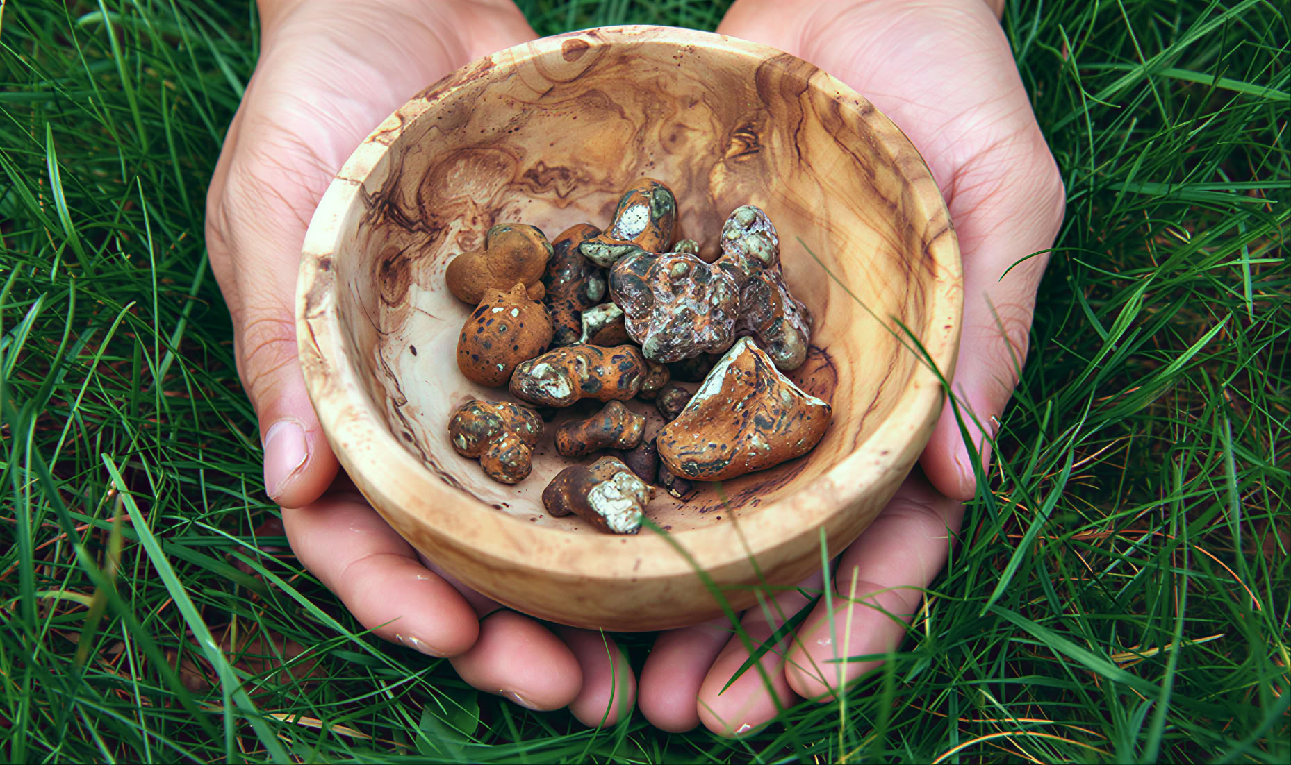 5-tägiges Psilocybin-Retreat – 5 Tage - 15.-19. März 2027