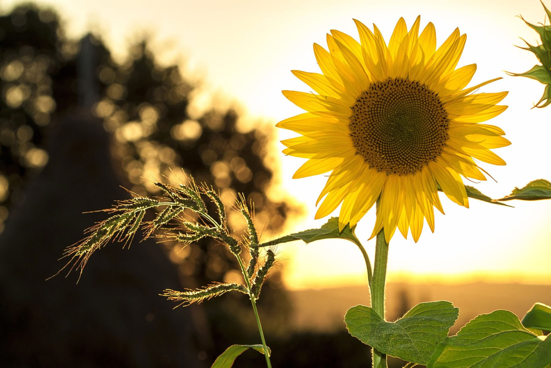 Cultivating Peace: Achtsame Bewegung und Meditation Retreat