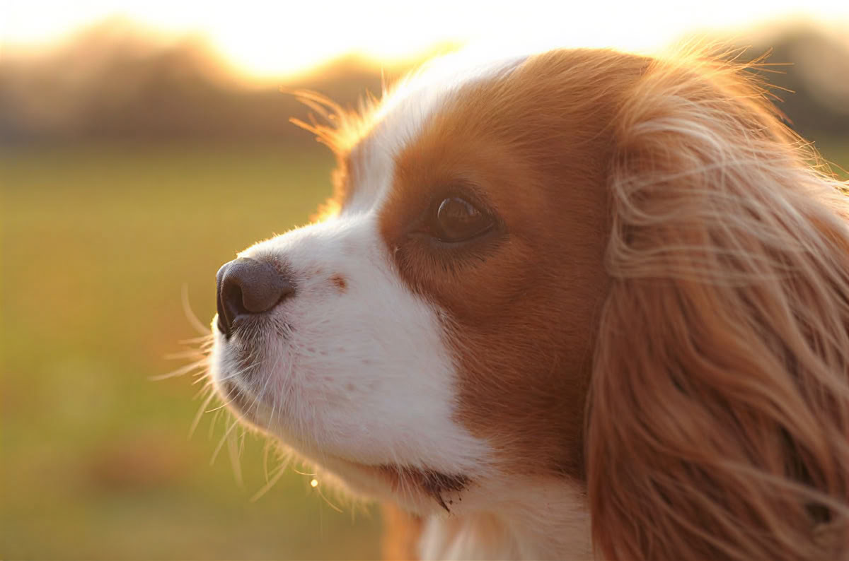 Solo reisen – Hundefreundliche Ferien - Mai '26