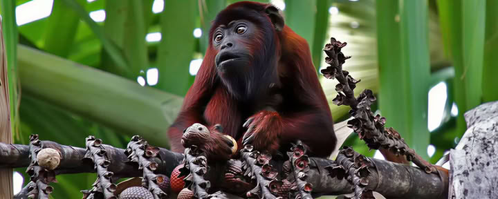 Manu-Nationalpark