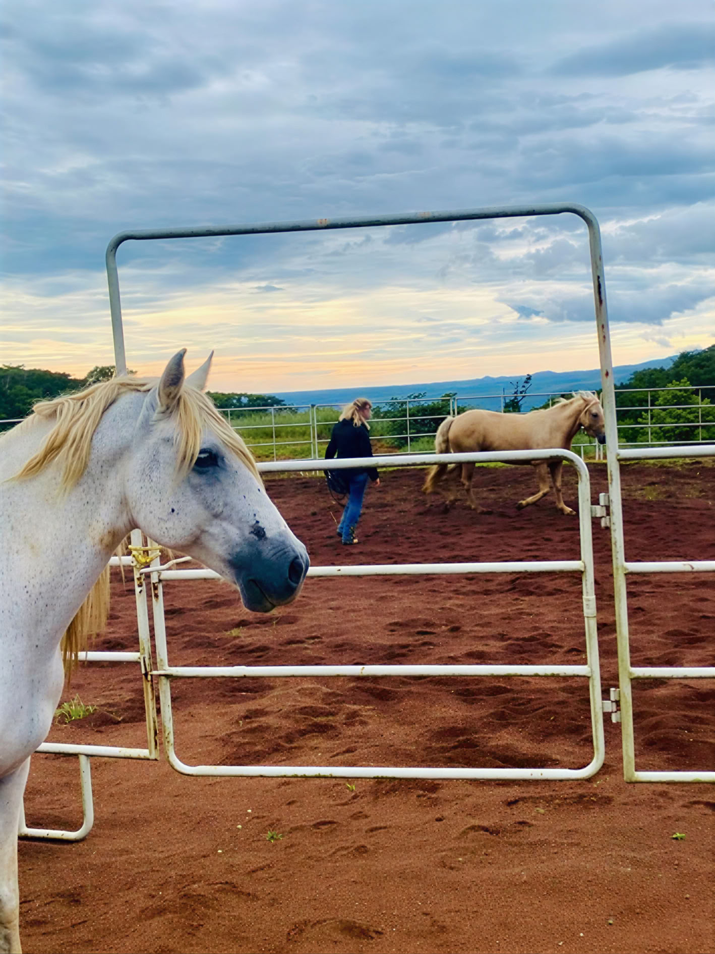 PURA VIDA CONNECTION: Ganzheitliche Horsemanship 2-Tages-Klinik