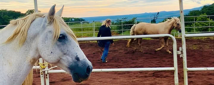 PURA VIDA CONNECTION: Ganzheitliche Horsemanship 2-Tages-Klinik