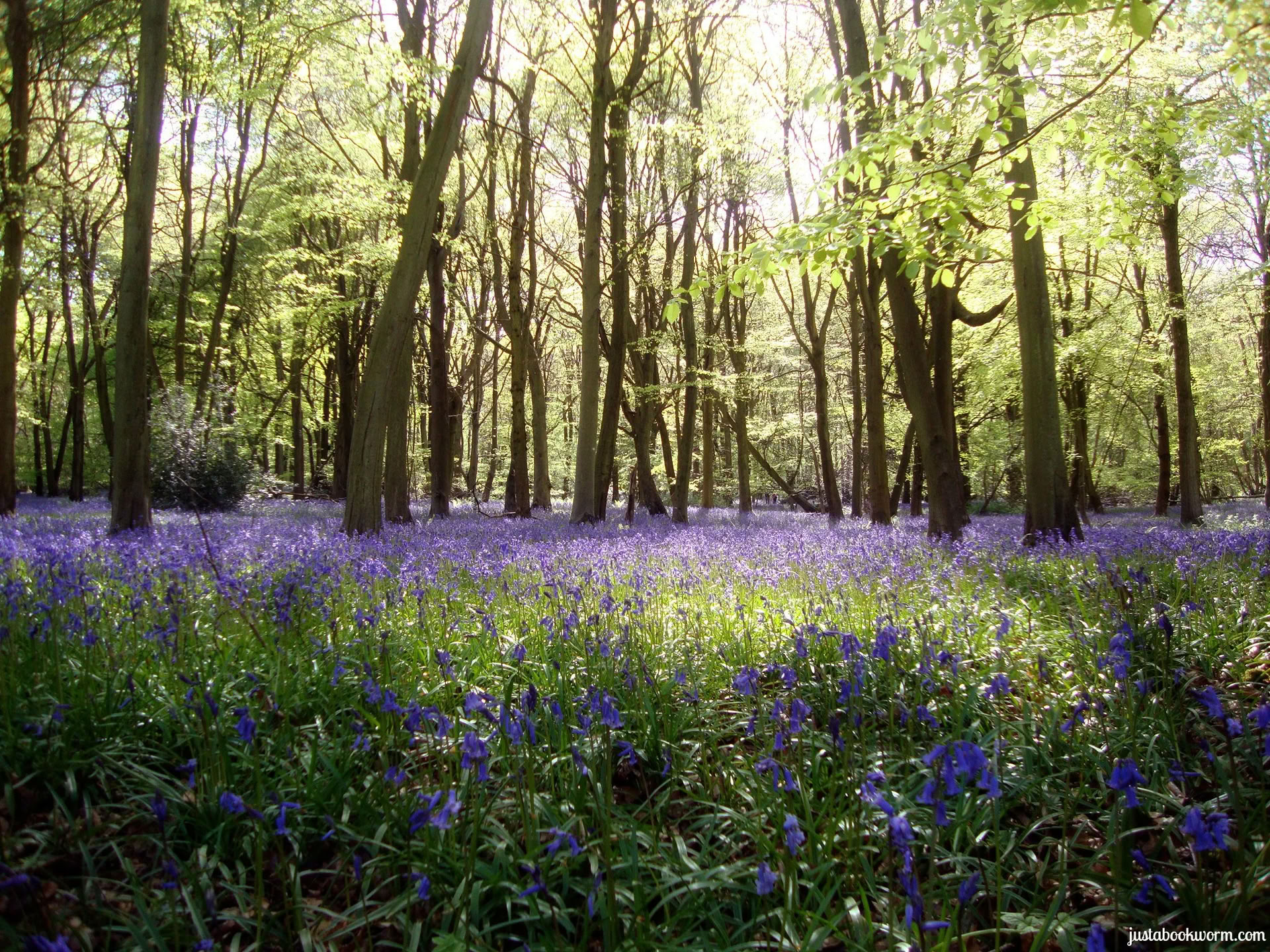 Creative Cooking, Conscious Eating und Yoga Retreat, Cotswolds, Oxfordshire