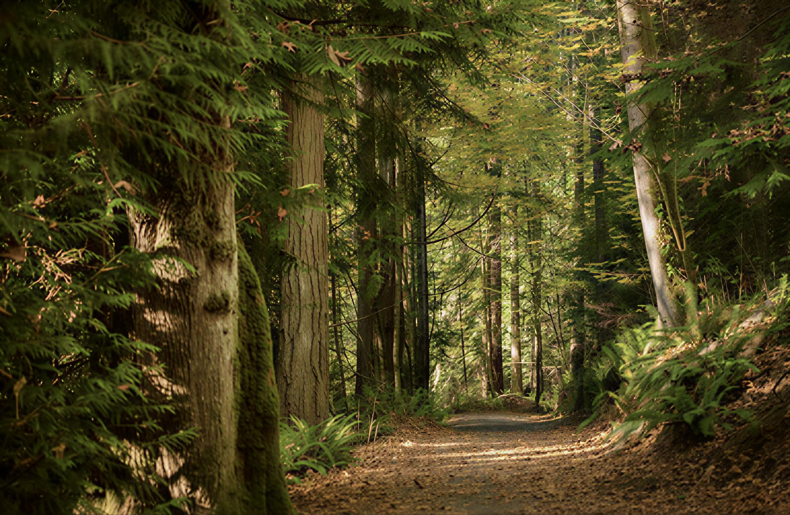 Self-Inquiry und Grace Retreat