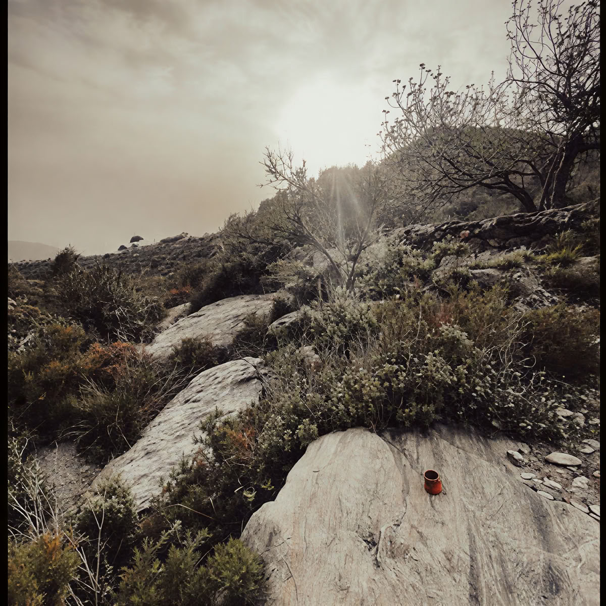 Breathwork- und Plantmedicine-Retreat