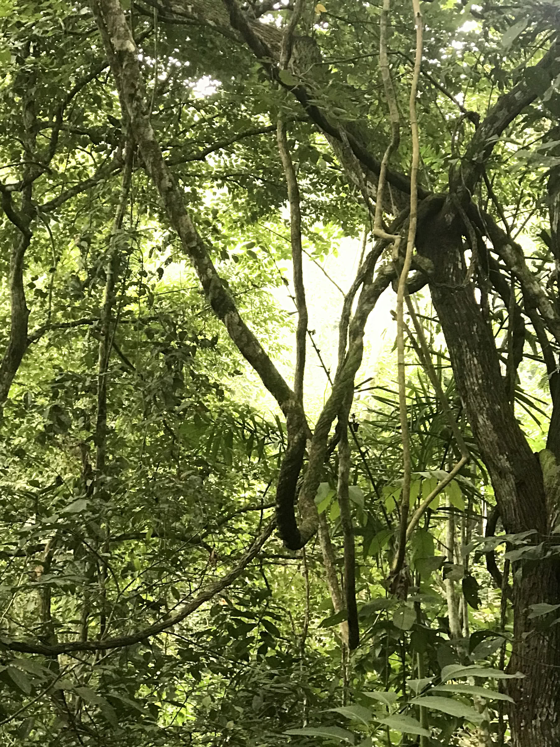 Ayahuasca Wochenend-Retreat