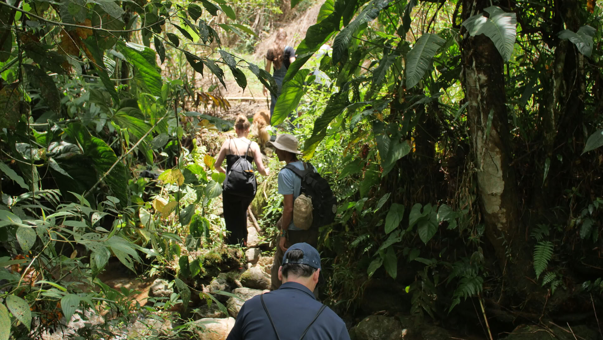 Ayahuasca & Somatische Reise
