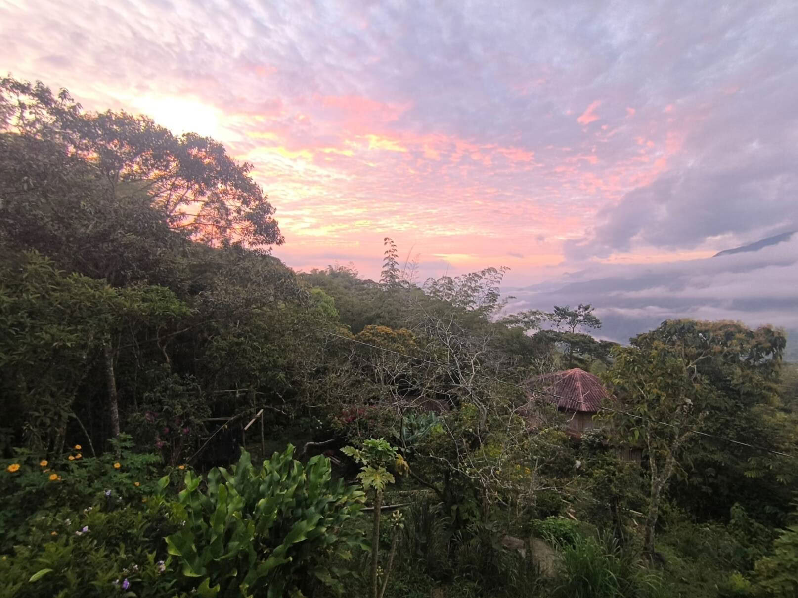 Ayahuasca & Somatische Reise