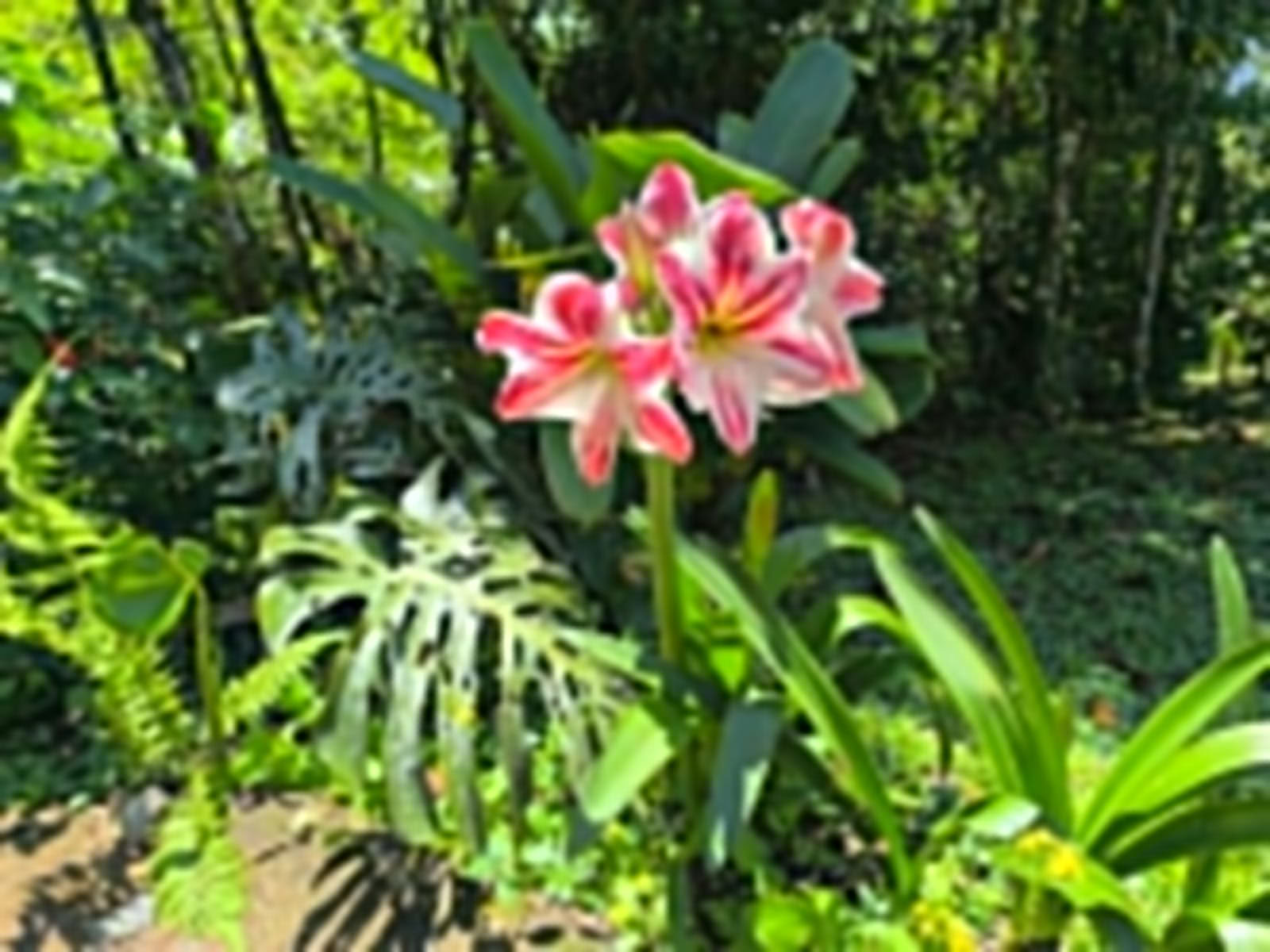 Ayahuasca & Somatische Reise
