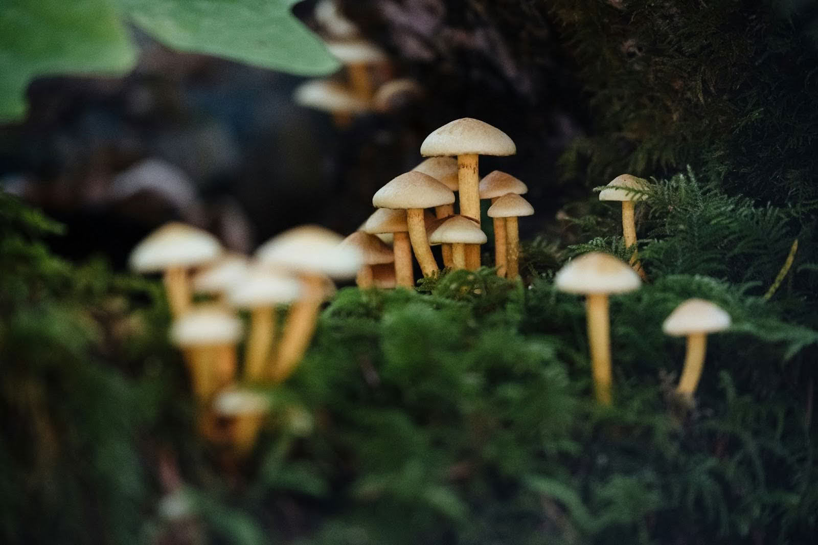 Energetische Zurückeroberung | 8-tägiges Psilocybin- und Kakao-Retreat für Frauen