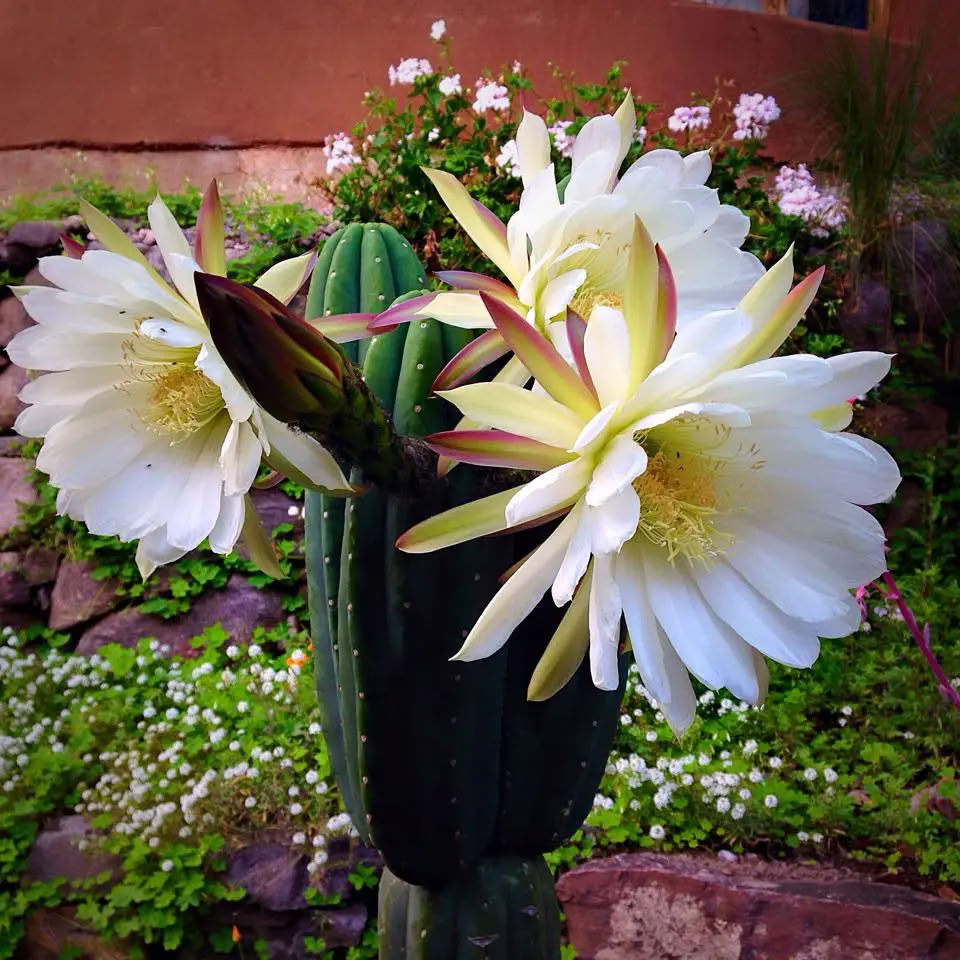 Embodied Sovereignty | Ein Retreat nur für Frauen in San Pedro