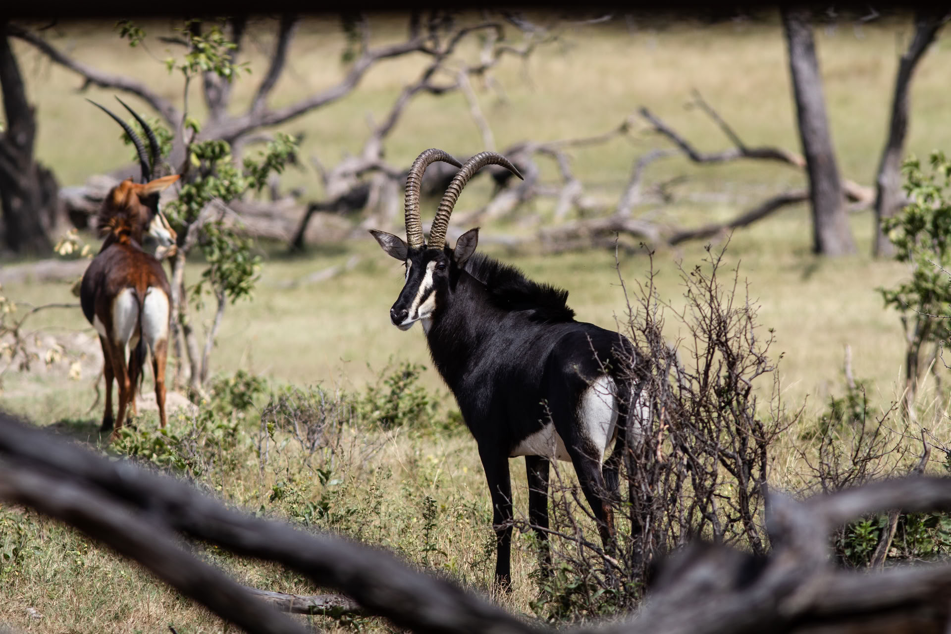 Gesundheits- & Wellness-Safari