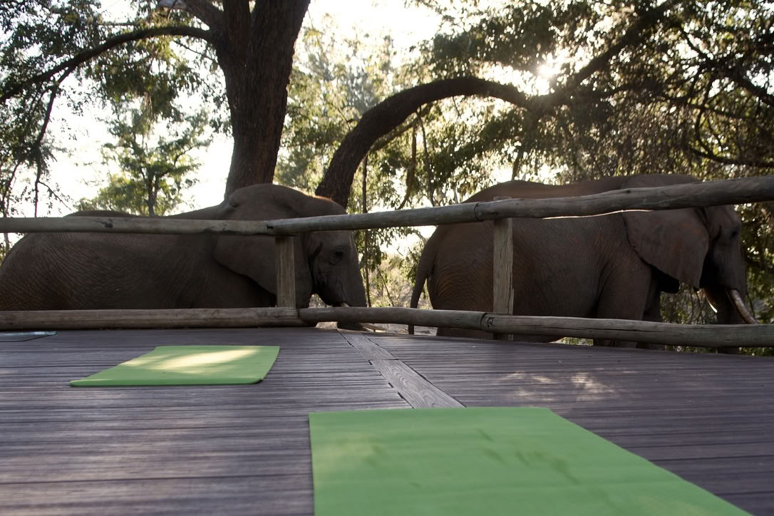 Yoga mit Elefanten