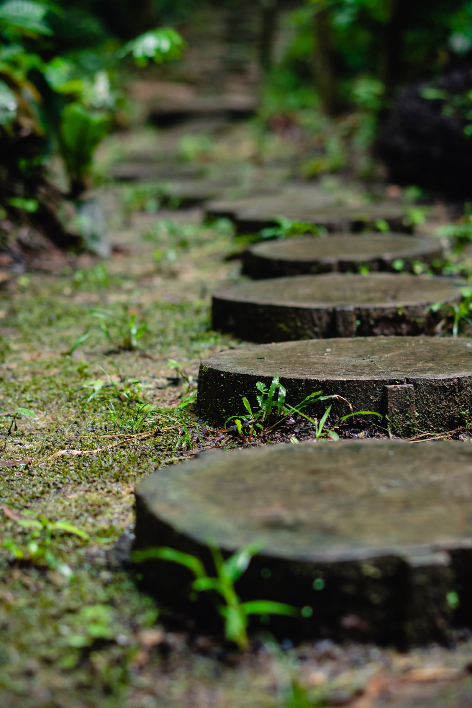 Ayahuasca August 2026 Renewal Retreat (12-Tage)