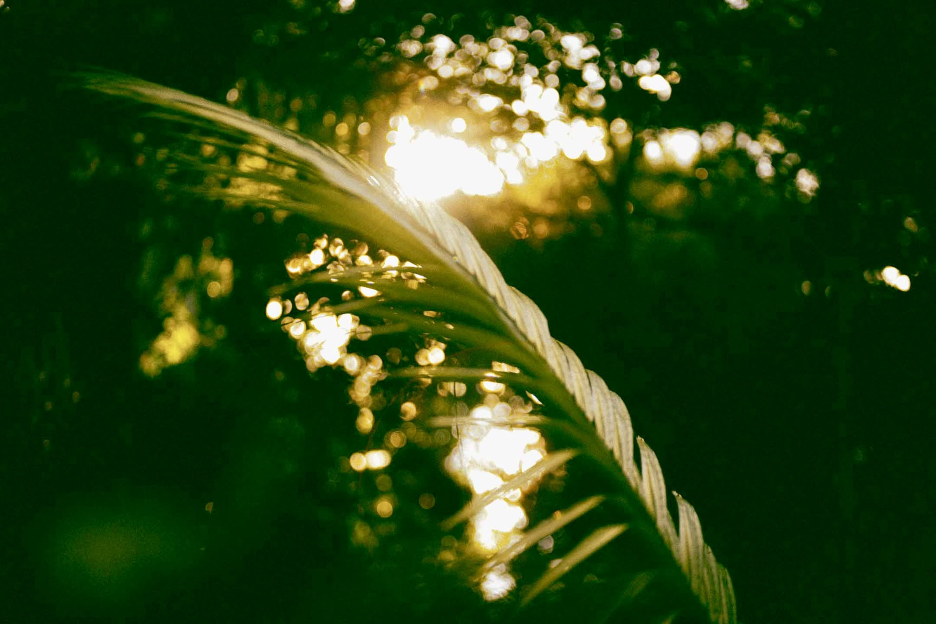 6-tägiges Ayahuasca-Retreat