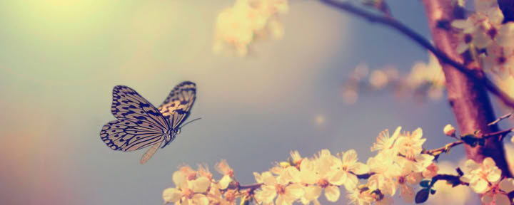 Usui Reiki Master Retreat mit Gwen