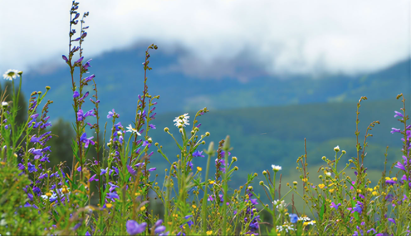 Sitting in Beauty: Ein 5-tägiges Stilles Meditations-Retreat