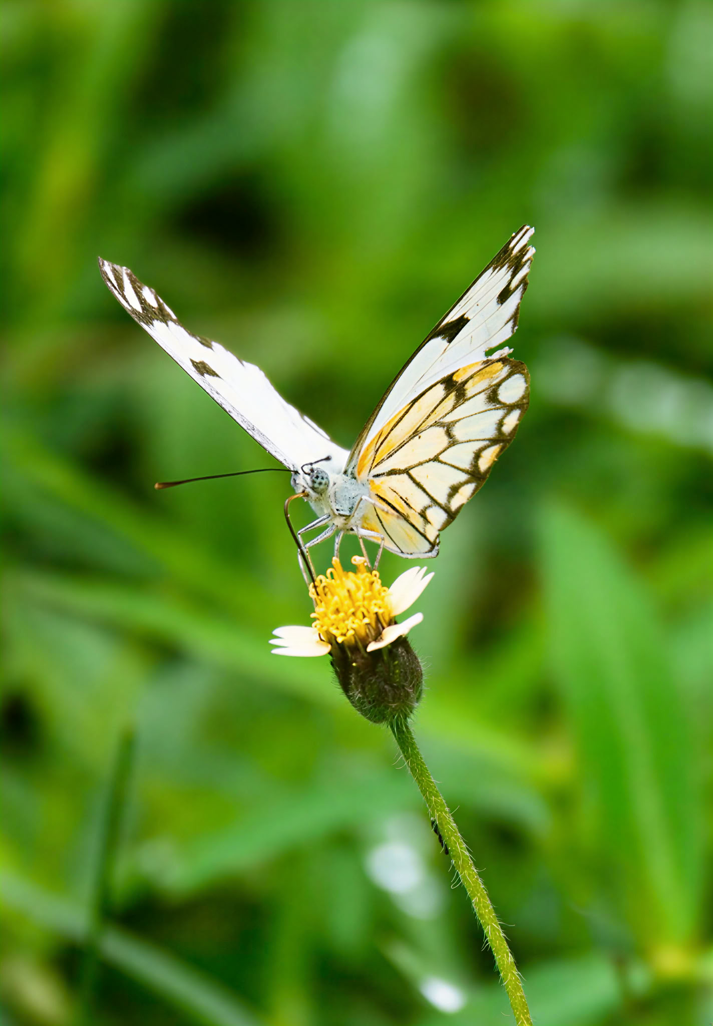 Pancha Kosha Meditations- & Entgiftungs-Retreat