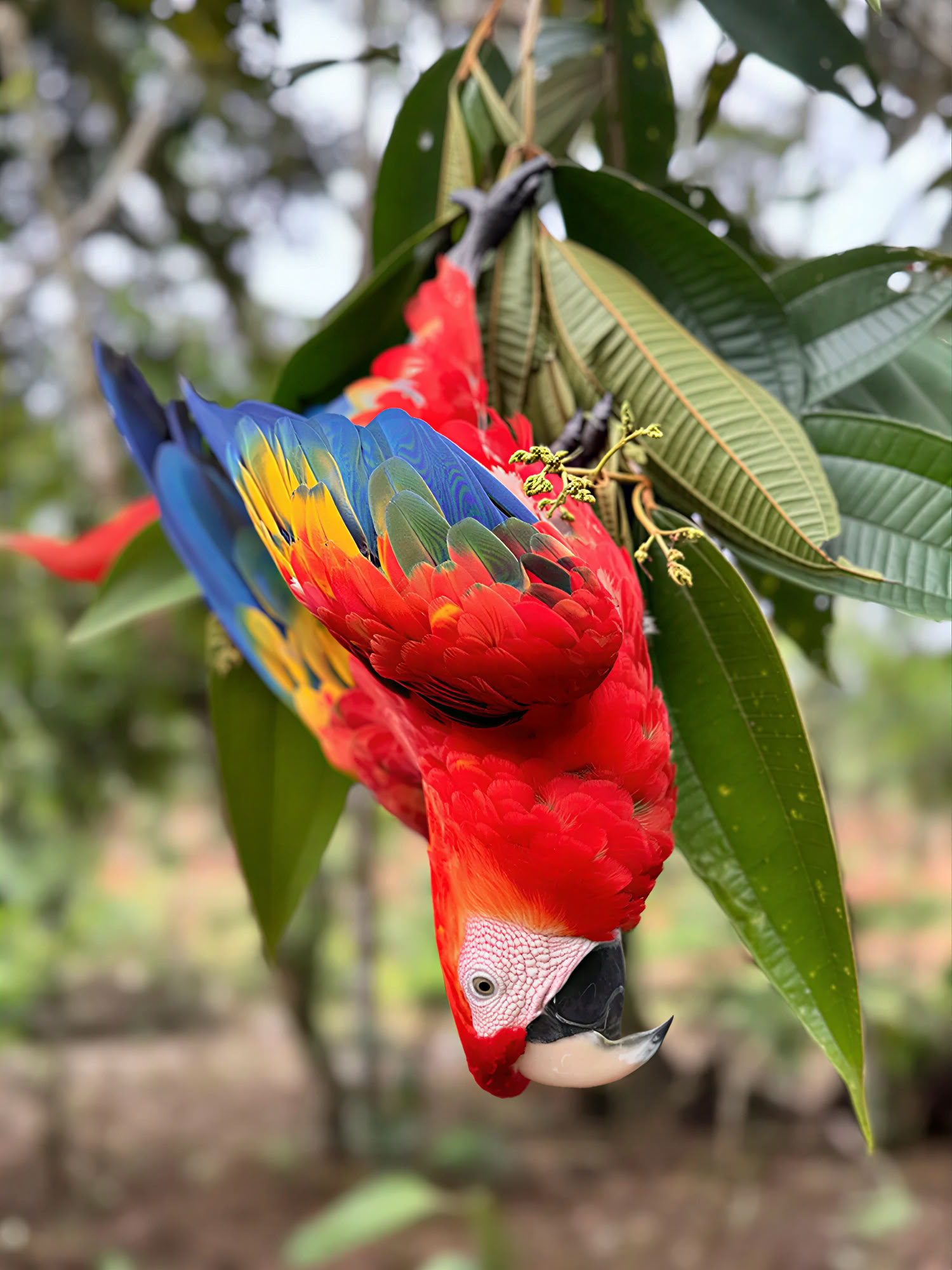 Medicine Maker Ayahuasca Retreat mit Taita Miguel