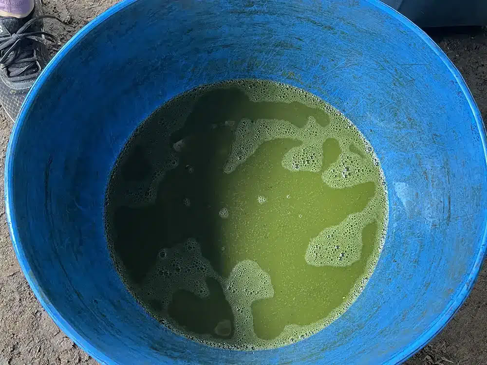 Medicine Maker Ayahuasca Retreat mit Taita Miguel