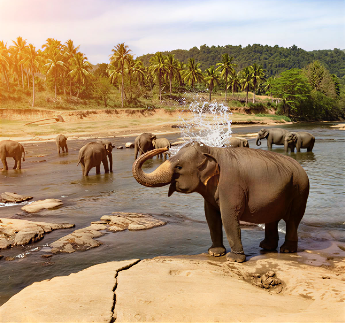 Tranquil Trails: 7-Tage Sri Lanka Bliss! Yoga, Meditation, Kultur, Natur