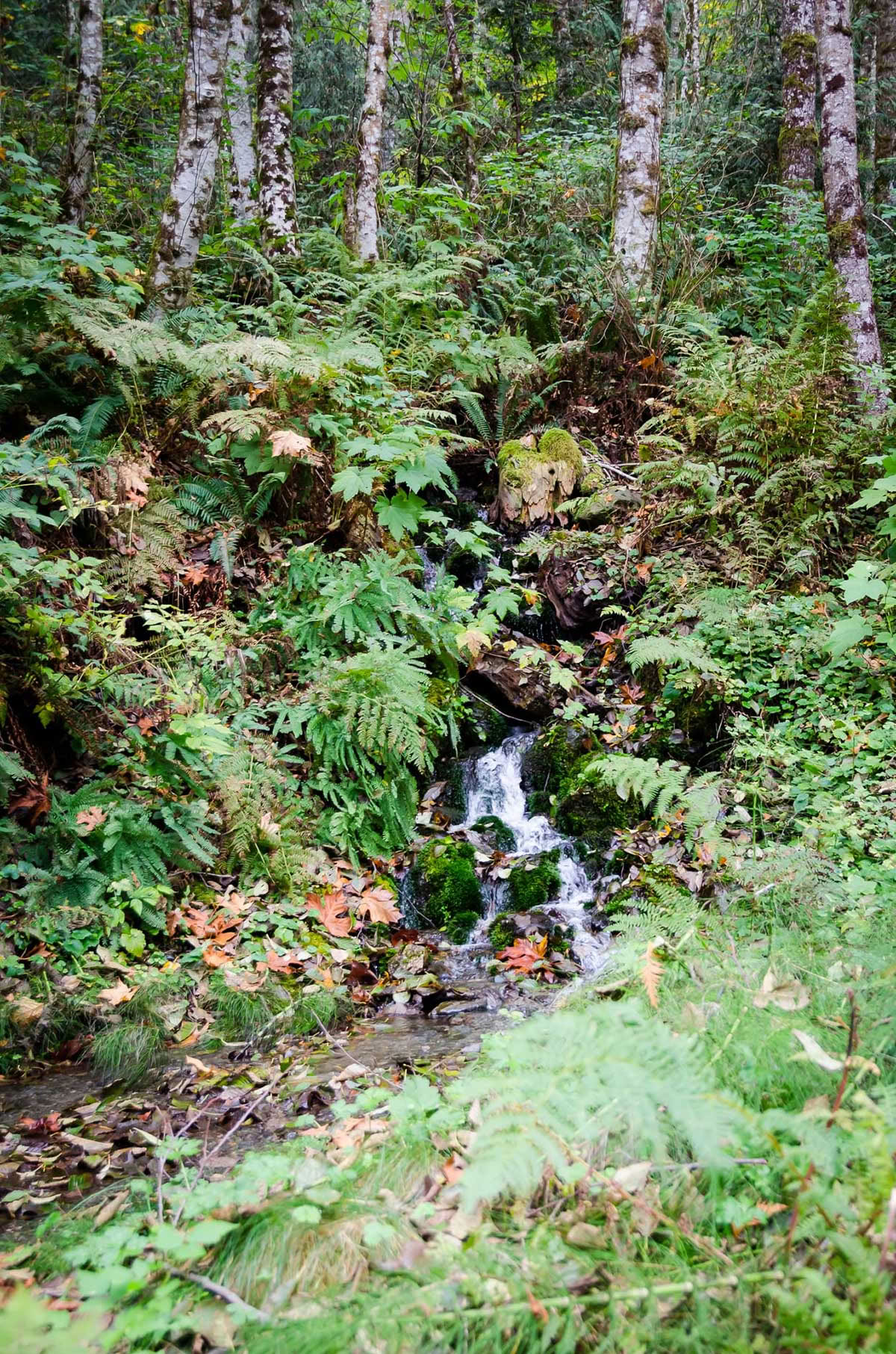 Detox Retreat – Herbstliche Reinigung