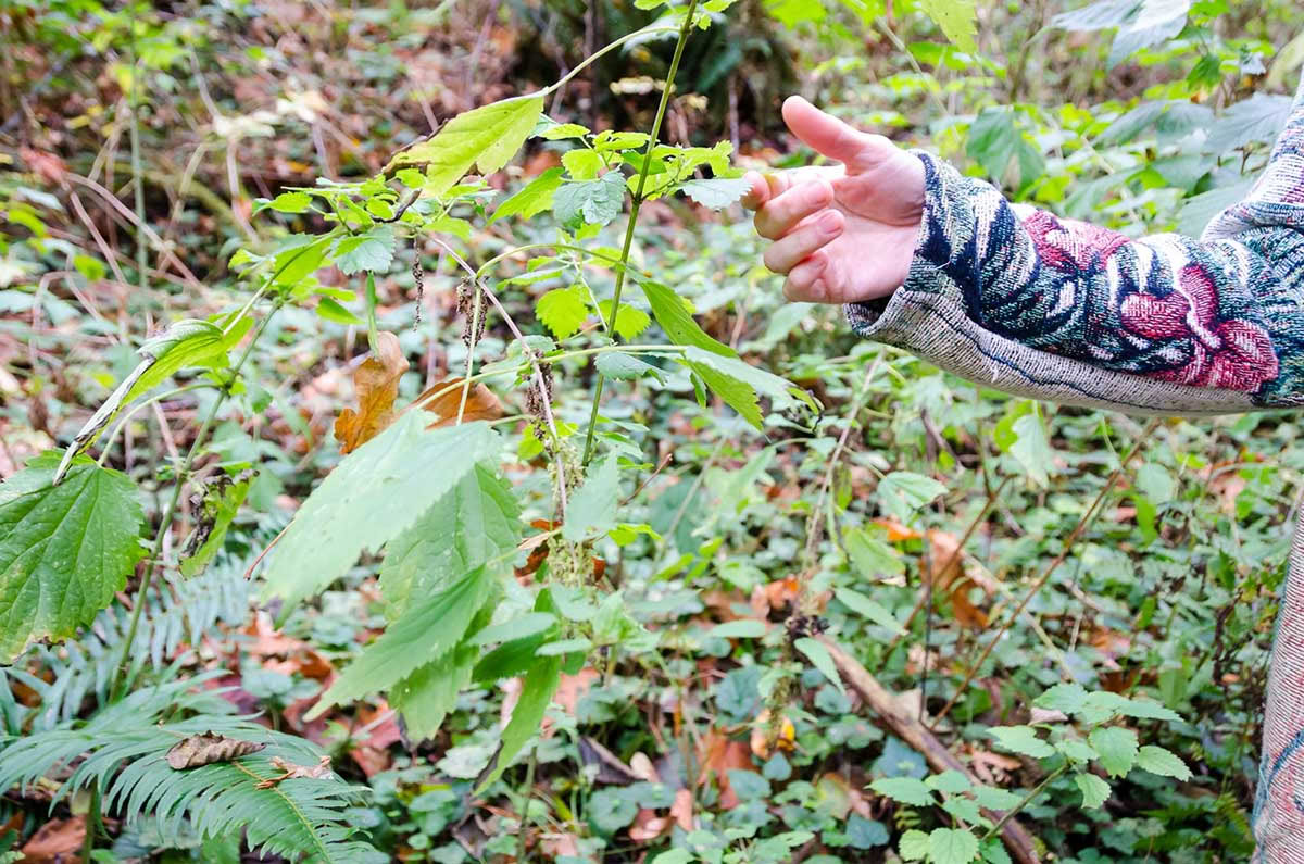 Detox Retreat – Herbstliche Reinigung