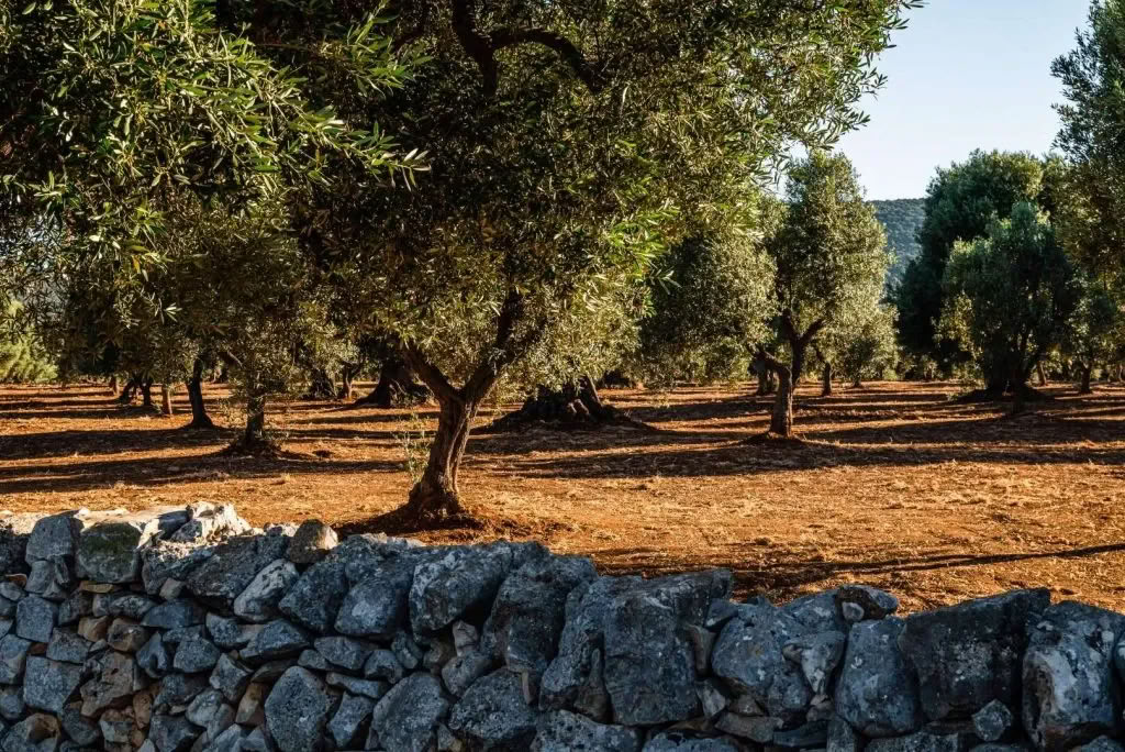 Conversations with Place: Eine kreative Residency in Masseria Specula