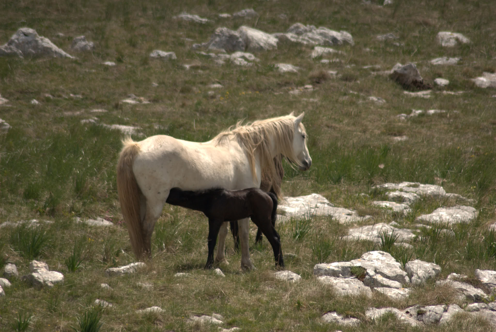 Heilung zu Pferd | Bosnien 18.–23. Oktober