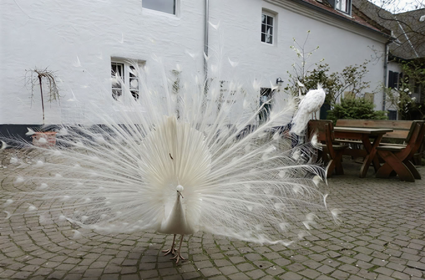 Freitag Abend: Heart Dance