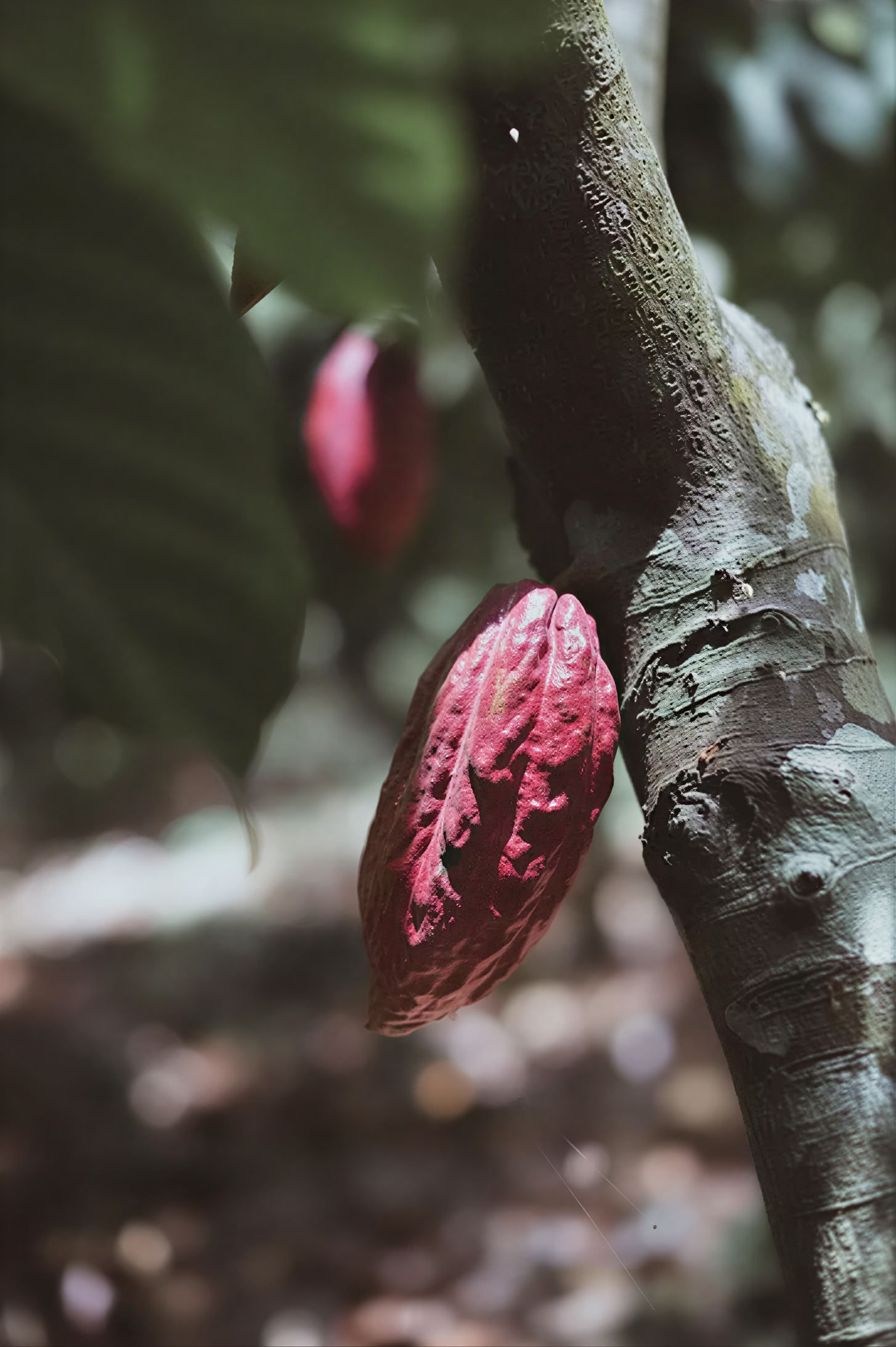 INSIDE CACAO - Workshop Drop-in