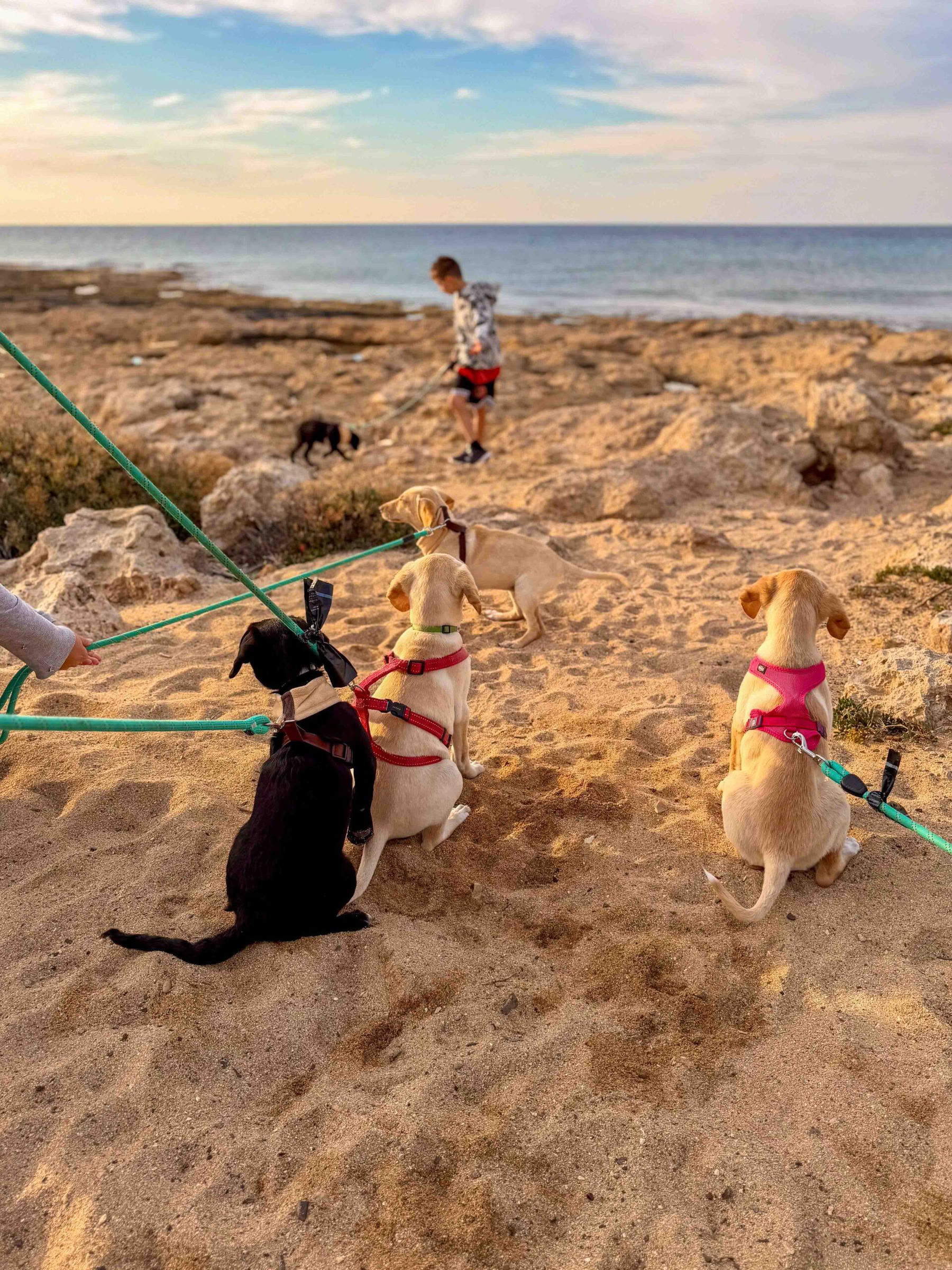 Welpen-Strandspaziergang