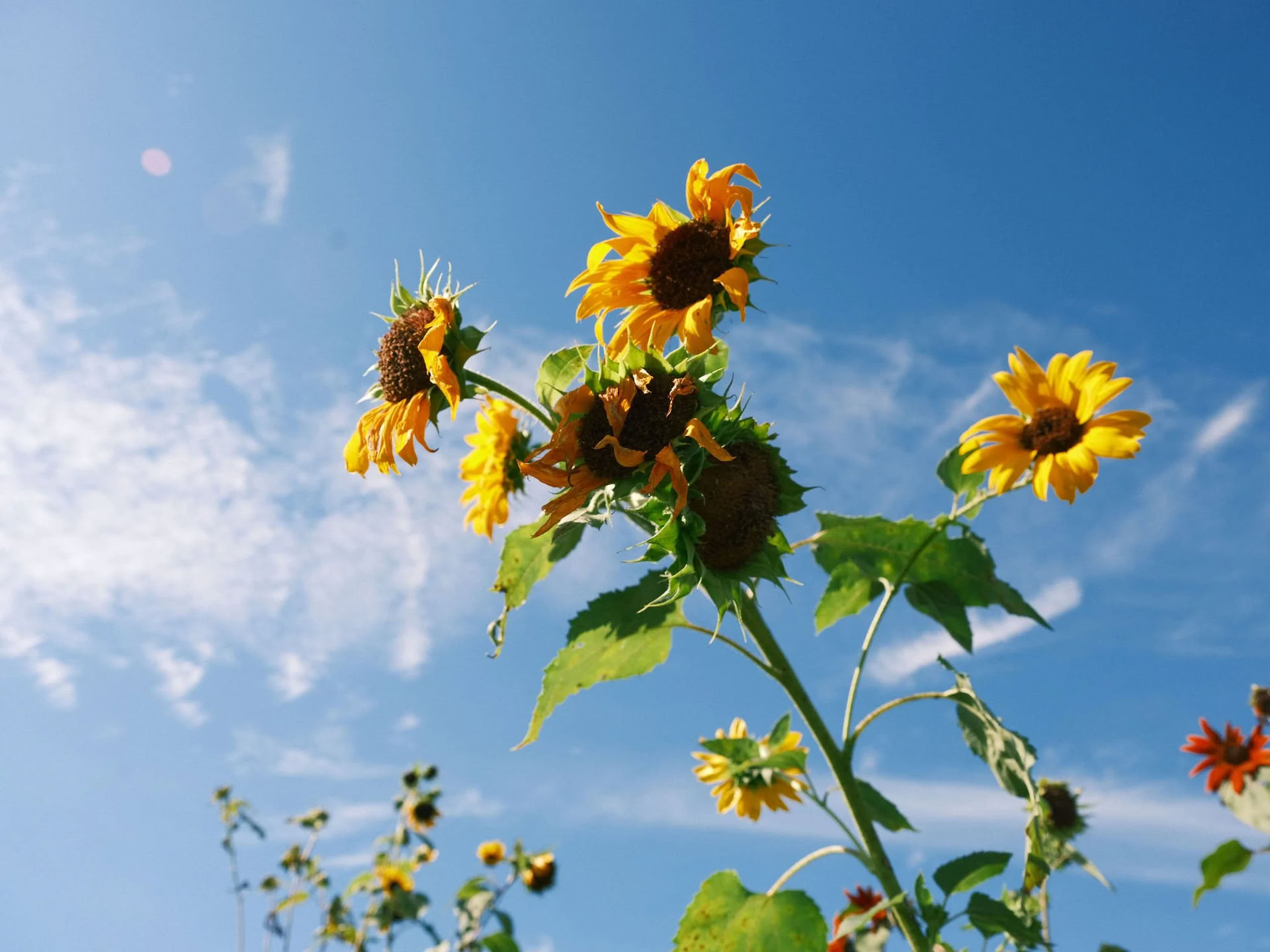 Breath Medicine: Breathwork mit The Breath Nurse