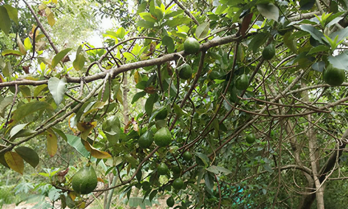 28-tägige Panchakarma-Behandlung in Kerala