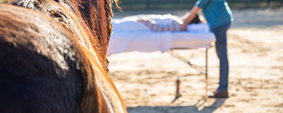 Entwicklung Ihrer Intuition & Weisheit durch Pferde: Ein Retreat für das Wohlbefinden von Anwälten
