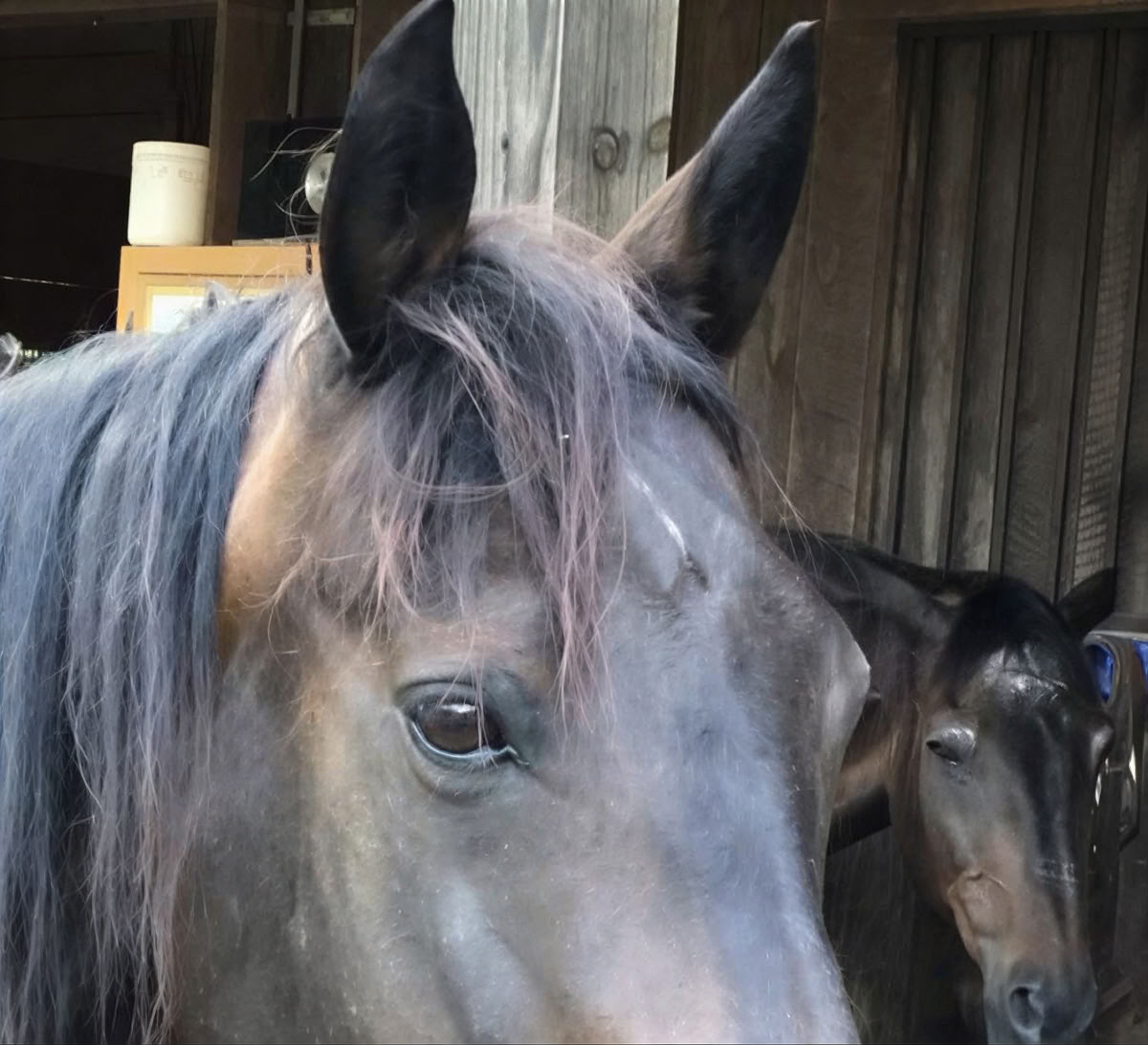 Horse Harmony: Ein 3-tägiges Women’s Balance- und Well-Being-Retreat