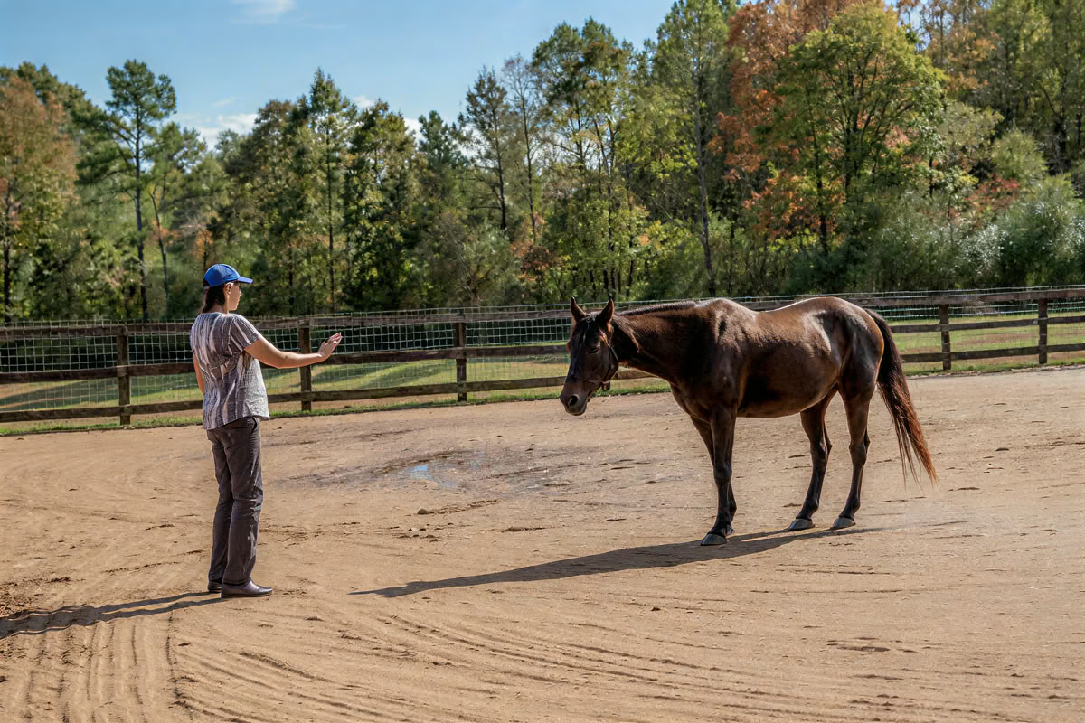 Horse Harmony: Ein 3-tägiges Women’s Balance- und Well-Being-Retreat