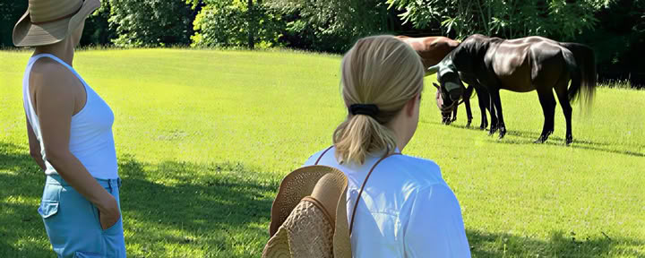 Horse Harmony: Ein 3-tägiges Women’s Balance- und Well-Being-Retreat