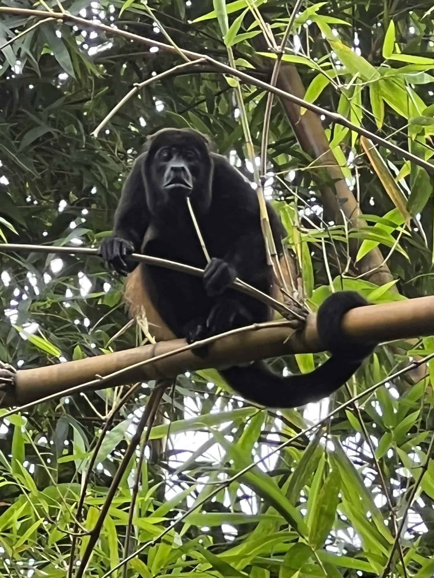 Wellen der Trauer – Retreat Costa Rica 2026