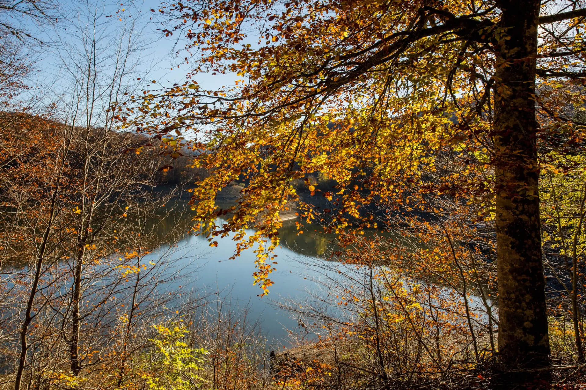Waldbaden (Shinrin Yoku) & Yoga Retreat
