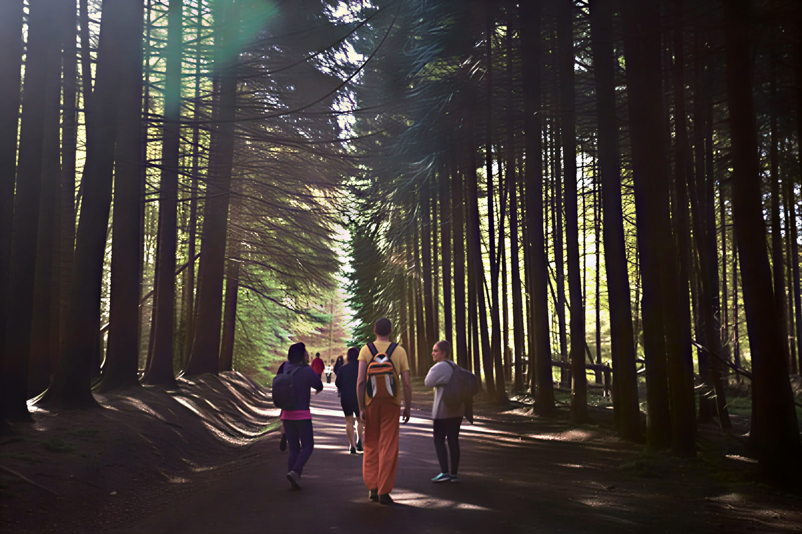 Yoga & Natur-Retreat: Die Goldene Wald-Immersion