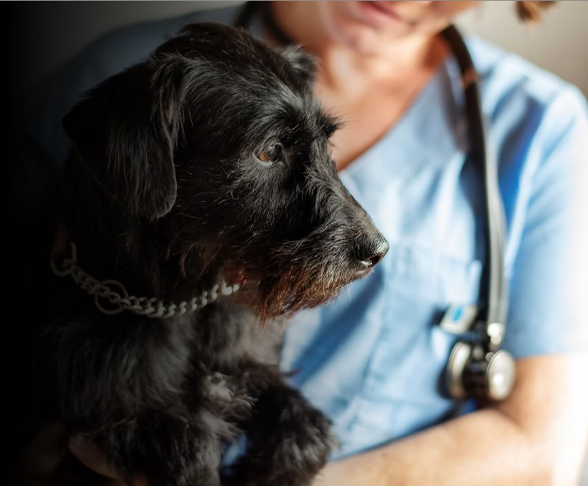 Veterinär-Wellness- und Führungs-Retreat für aufkommende Gezeiten