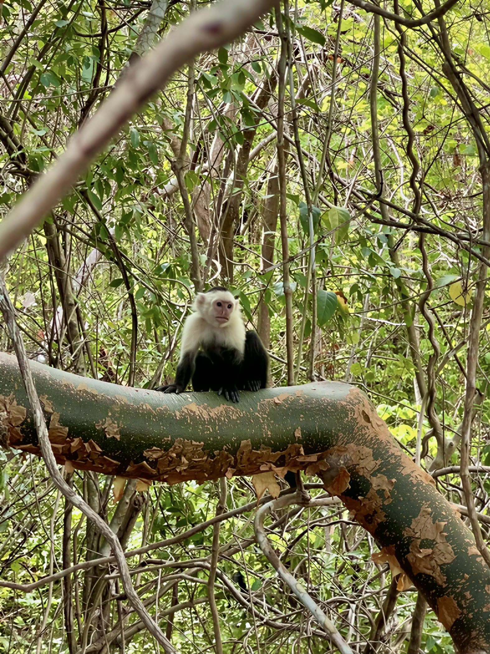 Abenteuer-Retreat im Naturraum – Costa Rica