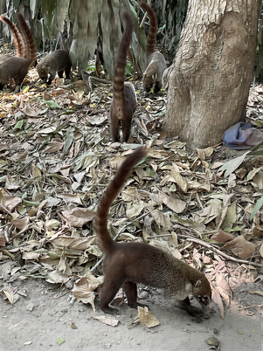 Abenteuer-Retreat im Naturraum – Costa Rica