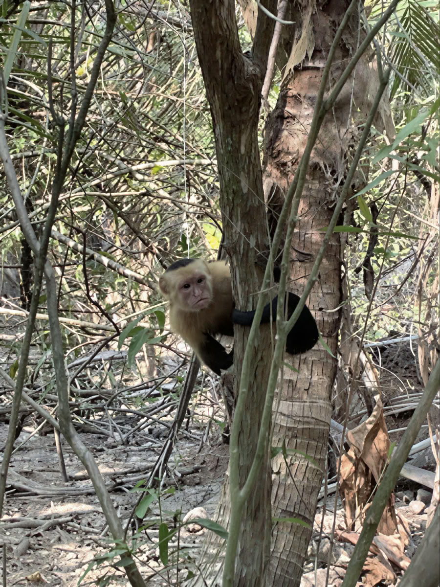 Abenteuer-Retreat im Naturraum – Costa Rica