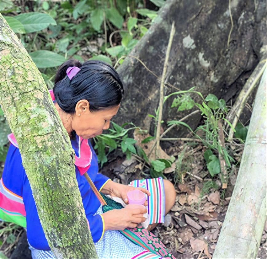 5-tägige Einführung in Ayahuasca und amazonische Pflanzenmedizin